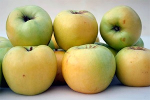 Сорт яблок - Антоновка