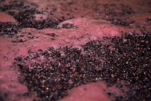 Брожение виноградного сусла