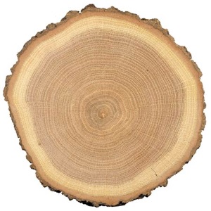 Как выглядит древесина дуба