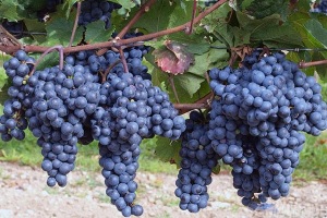 Технический виноград - что это такое?