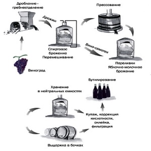 Этапы технологии производства вина