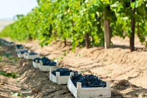 Уборка винограда в промышленных условиях