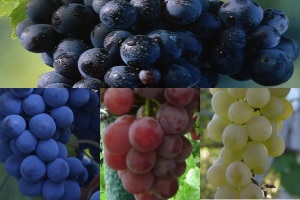 Разновидности винограда по цвету