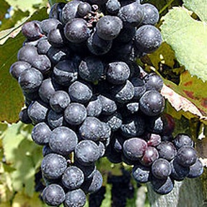 Виноград сорта Аргаман