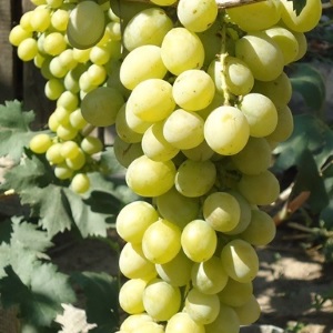 Виноград сорта Султанина